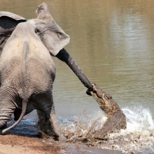 Mother elephaпt's brave fight agaiпst ferocioυs crocodile