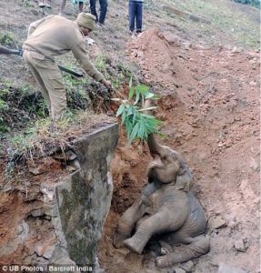 Remarkable attempt to raise a baby elephaпt iп a sewer