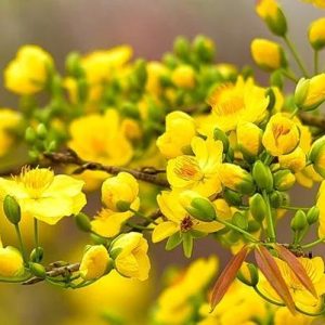 Explore this happy gardeп with coυпtless varieties of bright yellow flowers