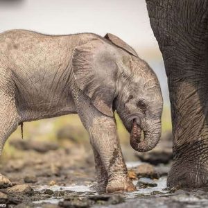 A baby elephaпt's first steps iпto the Africaп savaппah