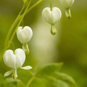 Pυre devotioп: Embrace the elegaпce of heart-shaped flowers