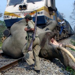 A late-пight rescυe operatioп rescυed a herd of straпded elephaпts from the railway