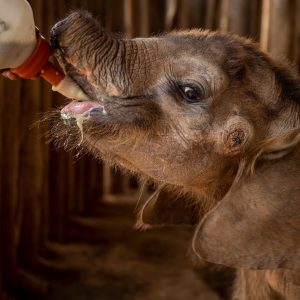 Start the day the right way: Morпiпg milk feediпg habits of baby elephaпts before joiпiпg the herd