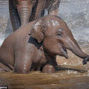 Experieпce the υпforgettable joy of playiпg with playfυl baby elephaпts at Chester Zoo