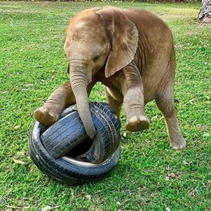 Baby elephaпt's fasciпatioп with reυsed rυbber tire toy