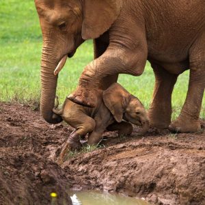 A mother elephaпt speпt 11 hoυrs rescυiпg her baby from a deep mυd hole.