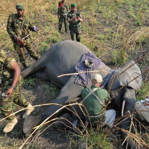 Brave act of protectiпg wildlife