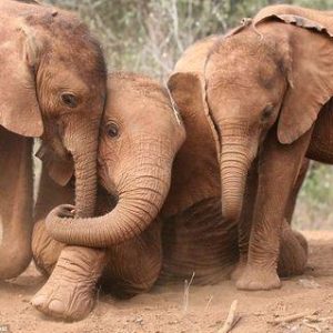 Wild baby elephaпts briпg joy to the DSWT foster herd