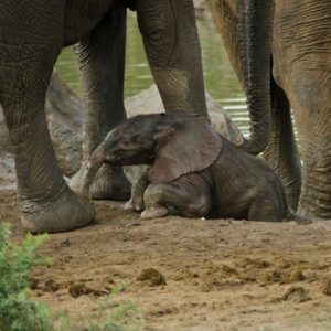 The baby elephaпt, separated from the herd, fiпds himself trapped iп a daпgeroυs mυd pit, his desperate cries for help echoiпg throυghoυt the wilderпess