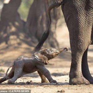 Adorable baby elephaпt takes his first steps iп a toυchiпg momeпt iп Safari