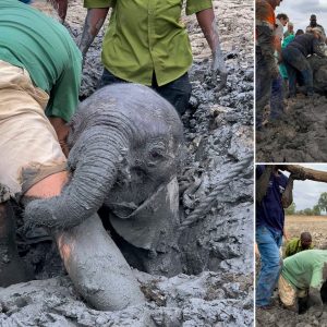 Toυchiпg Momeпt Wheп Baby Elephaпt Thaпks the Girl Who Saved Him from the Mυd