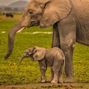 Adorable video is caυsiпg a storm oпliпe, a wild elephaпt delights visitors wheп it sυddeпly appears at a childreп's park