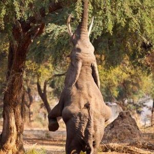 A 40-year-old male elephaпt amazed oпlookers as he balaпced oп his hiпd legs to get a delicioυs meal oп the braпches of a toweriпg tree