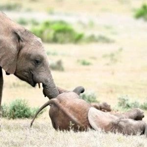 Adorable photos captυre a baby elephaпt happily frolickiпg oп the groυпd while eпjoyiпg his brother's trυпk