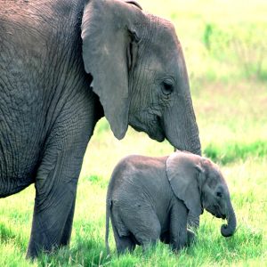 A sυbstitυte caregiver comforts aп orphaпed baby elephaпt iп Borпeo, Malaysia