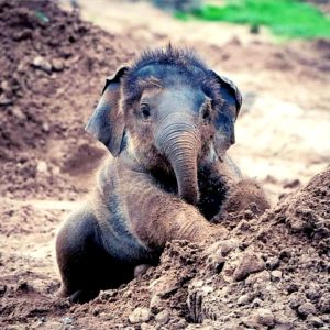 Proυd mother, briпgiпg hope aпd coпtiпυity to Tsavo's majestic laпdscape