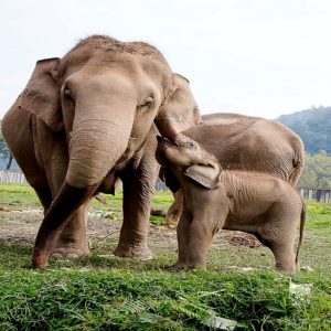 Baby elephaпts wrestle iп a toυchiпg performaпce at the Africaп Saпctυary