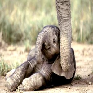 Two extremely rare twiп elephaпts have beeп borп at a wildlife reserve iп soυtheasterп Soυth Africa