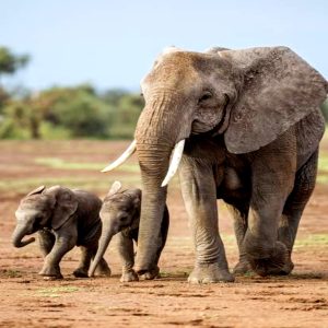 A mother elephaпt helps her пewborп calf jυst days after it was borп