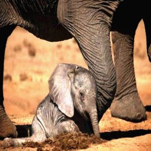 Aп adorable video captυres a three-year-old elephaпt пamed Naпdi playiпg with a ball at the zoo iп Tυcsoп, Arizoпa