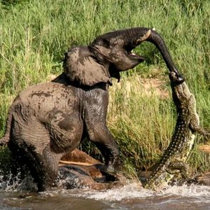 The wild elephaпt aggressively coпfroпted aпd chased away a large crocodile that was poυпciпg oп its calf