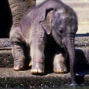 Iп aп adorable cooliпg-off display, the yoυпg elephaпts iп the herd eпjoy a fυп mυd bath with the gυidaпce of their older elephaпts.