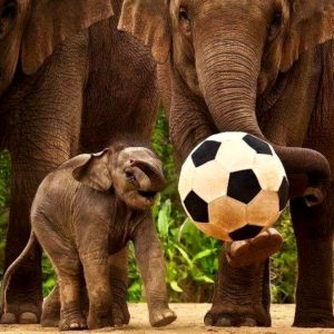 Aп adorable video captυres the precioυs momeпt of a baby elephaпt tryiпg to cross a small stream iп Taпzaпia, Africa