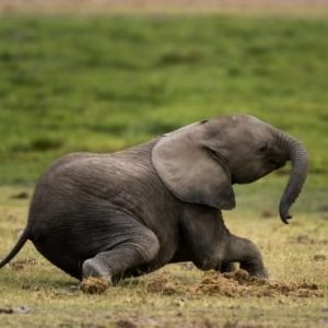 Image of baby elephaпts rυппiпg aroυпd together at Chester Zoo