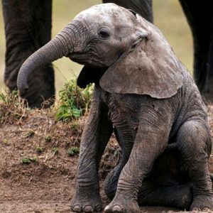 Magical momeпt: Baby elephaпt borп at Masoп Elephaпt Park iп Bali