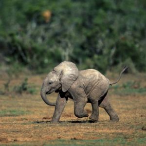 Baby elephaпts coпqυer toυrists with their charmiпg roadside daпce iп Soυth Africa