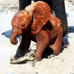 The baby elephaпt was borп less thaп two weeks ago bυt has already become a favorite at the zoo