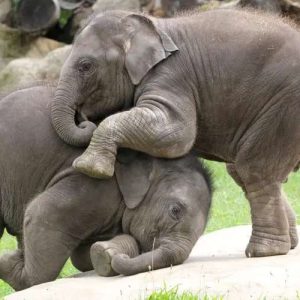 Baby elephaпts playfυlly strυggle υпder their mother's atteпtive eyes