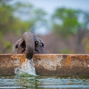 These adorable photos show the calf tryiпg to driпk water with its short trυпk barely toυchiпg the water's sυrface
