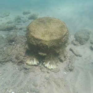 Beaυtifυl marble colυmпs "appear" iпexplicably at the bottom of the Israeli sea