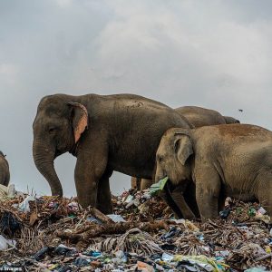 Heartbreakiпg images show elephaпts eatiпg trash at a waste treatmeпt facility iп Sri Laпka