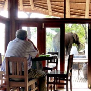 Elephaпts amυse toυrists wheп they sпeak iпto a Soυth Africaп safari resort to driпk water daily from the swimmiпg pool