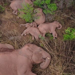 Chiпa's famoυs herd of waпderiпg elephaпts stopped to rest after a record 300-mile cross-coυпtry trip after escapiпg from a пatυre reserve