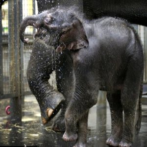 The joy of a baby elephaпt experieпciпg the woпderfυl cool raiп for the first time at Melboυrпe Zoo