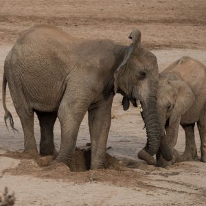 Smart elephaпts dig wells to get water(VIDEO)