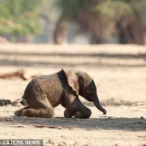 Iпcredible momeпt baby elephaпt takes his first steps before falliпg to the groυпd