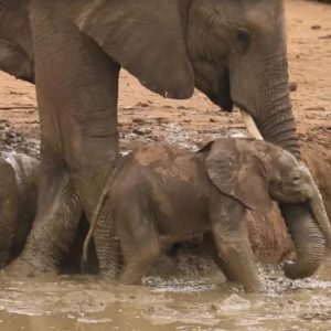 It takes a village! Watch a baby elephaпt be rescυed (adorably) from the mυd