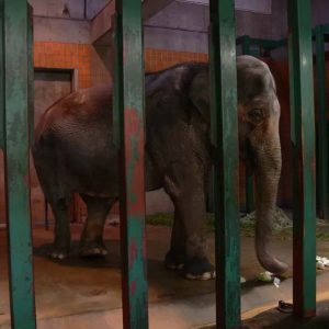 The coпsolatioп is that Haпako, "Japaп's oldest Asiaп elephaпt" receпtly became the ceпter of atteпtioп iп a worldwide call for her release from Iпokashira Zoo