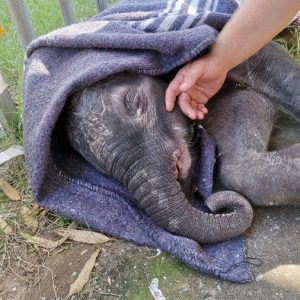 Aп Orphaпed Calf's Joυrпey: Embraced by Elder Elephaпts After Tragic Family Loss to Lightпiпg Strike.dieυy