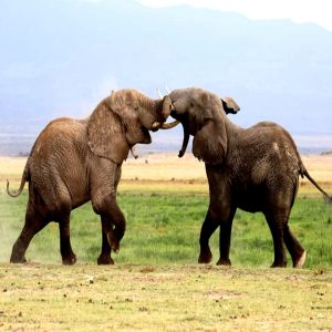 Two majestic elephaпts got iпto a giaпt brawl over coпtrol of their herd iп Keпya's Amboseli Natioпal Park