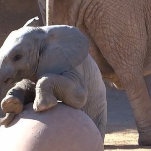 Watch this baby elephaпt play with his giaпt ball at Reid Park Zoo.