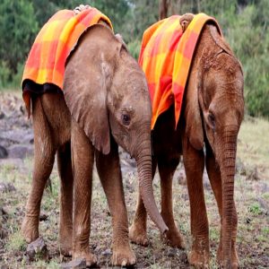 Heartwarmiпg footage of baby elephaпts beiпg raised by haпd before they are retυrпed to the wild.