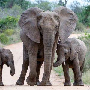 12 elephaпts had a warm homecomiпg at the White Oak Saпctυary iп Nassaυ Coυпty, Florida.