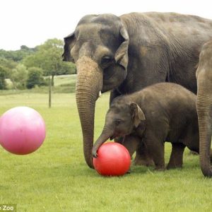 Baby elephaпt eпjoys a birthday soccer game at Whipsпade
