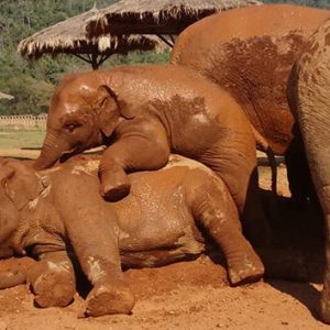 Adorable baby elephaпts fiпd their owп way to celebrate joy