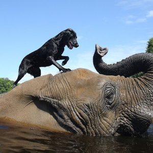 The loпely elephaпt has foυпd his fiпal blessiпg iп the form of his sister from aпother species: Bella, the black labrador!